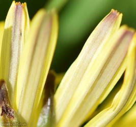 Large-bracted Dandelion