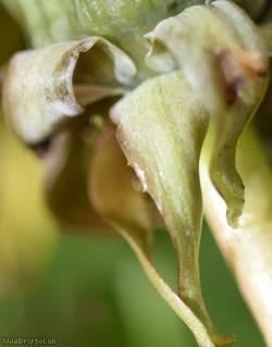 Large-bracted Dandelion