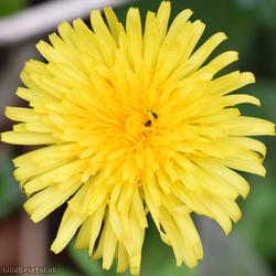 image for Red-tipped Dandelion