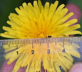 Red-tipped Dandelion