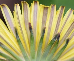 Red-tipped Dandelion