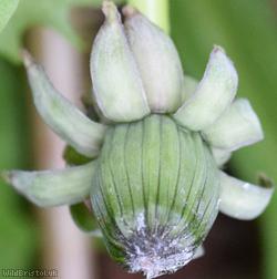 Red-tipped Dandelion
