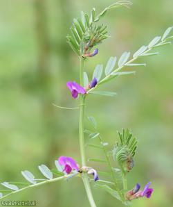 image for Common Vetch