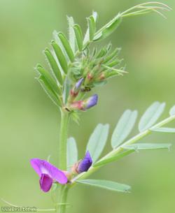 Common Vetch