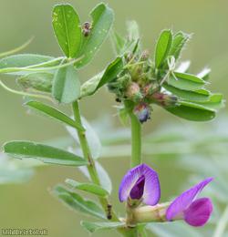 Common Vetch