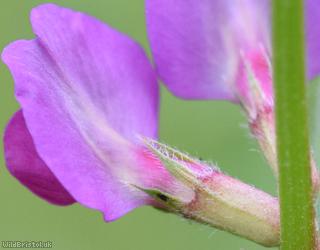 Common Vetch