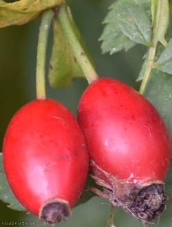 Common x Glandular Dog-rose