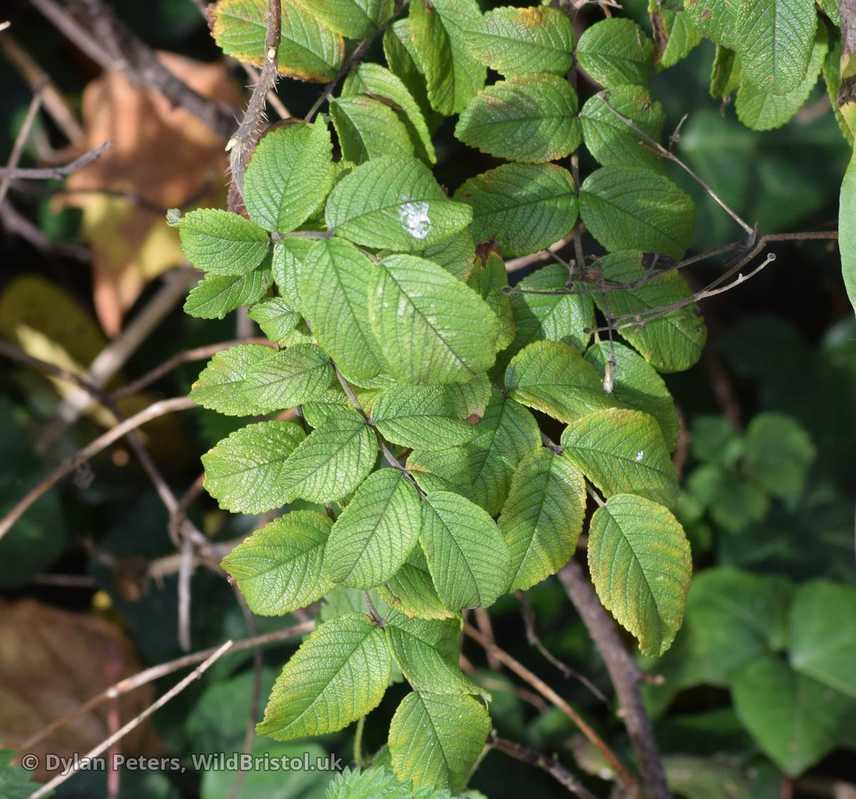 Dutch Rose (Rosa 'Hollandica') Species WildBristol.uk