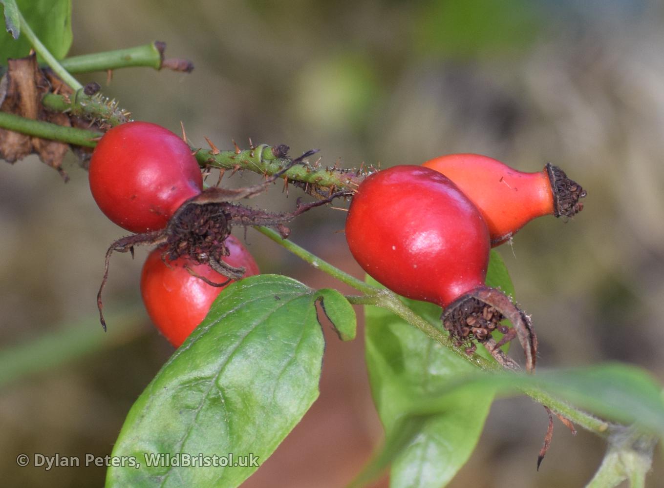 Dutch Rose (Rosa 'Hollandica') Species WildBristol.uk