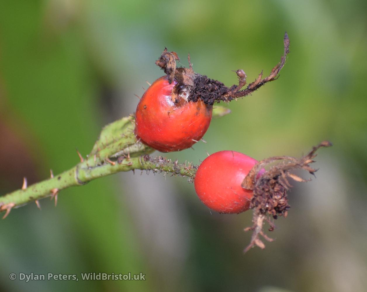 Dutch Rose (Rosa 'Hollandica') Species WildBristol.uk