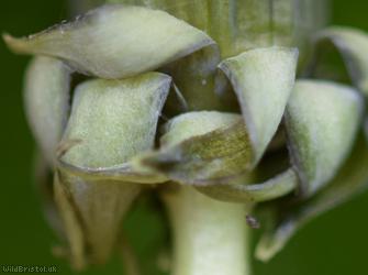 Broad-stalked Dandelion