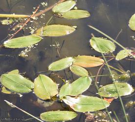 Broad-leaved Pondweed