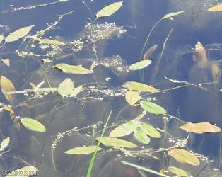 Broad-leaved Pondweed