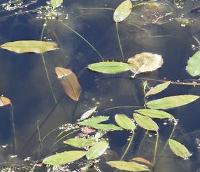 Broad-leaved Pondweed