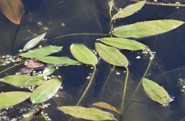 Broad-leaved Pondweed