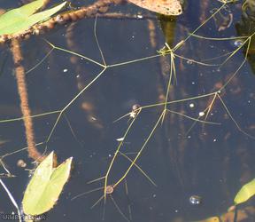 image for Lesser Pondweed