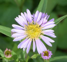 image for Confused Michaelmas-daisy