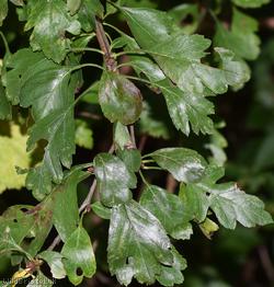 image for Various-leaved Hawthorn