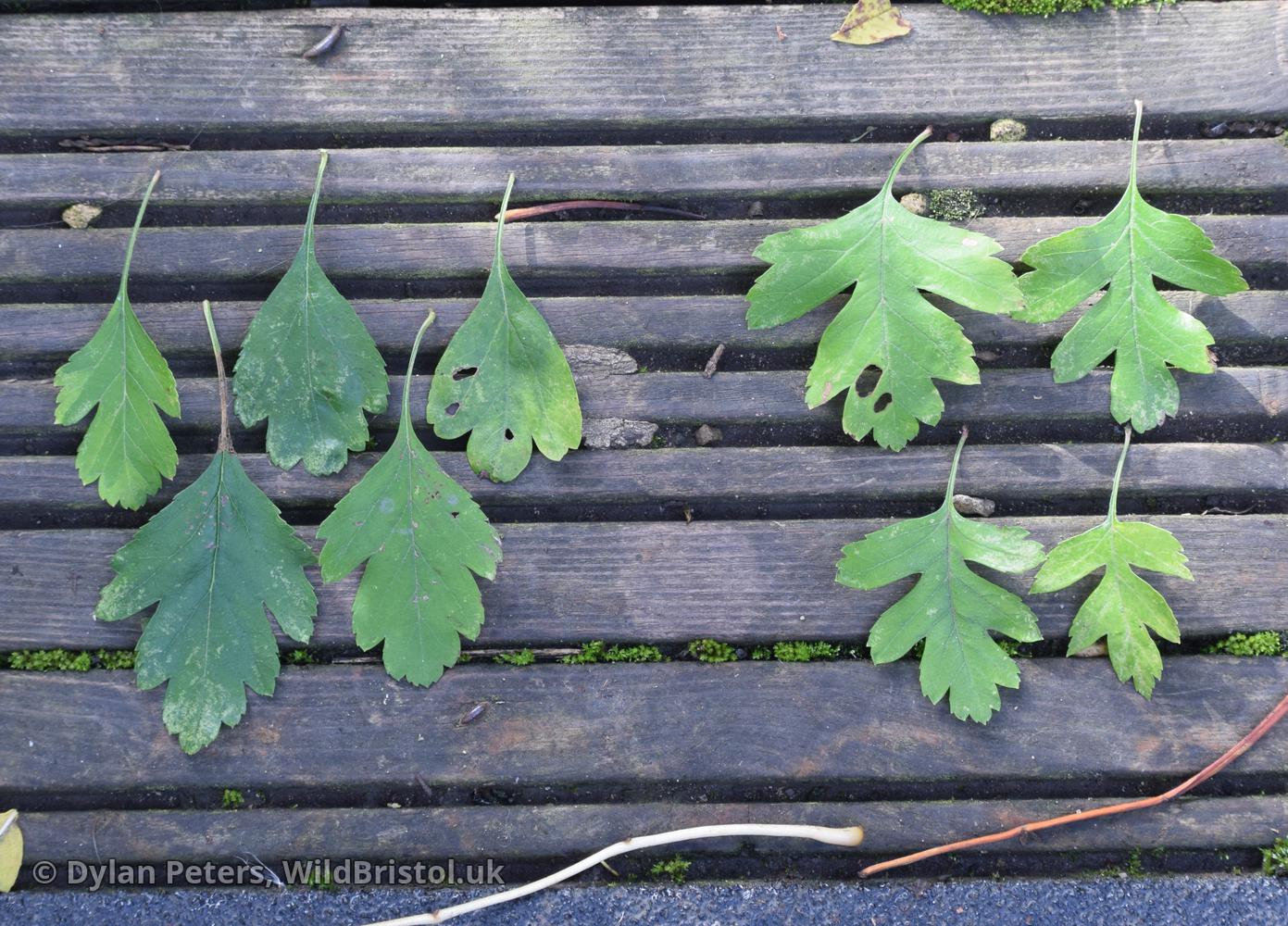 Leaves of the non-native Various-leaved Hawthorn (Crataegus heterophylla) - left compared with the native Common Hawthorn (C. monygyna) - right