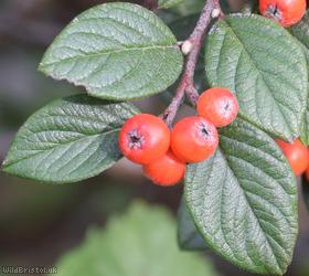 Stern's Cotoneaster