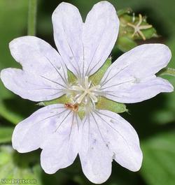 image for Hedgerow Crane's-bill 'Summer Snow'