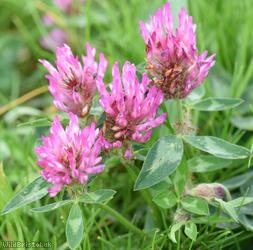 image for Red Clover