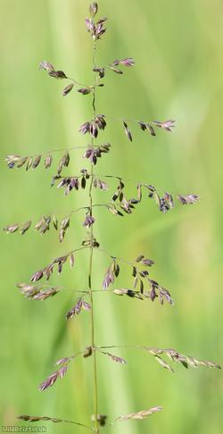 image for Rough Meadow-grass