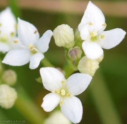 image for Heath Bedstraw