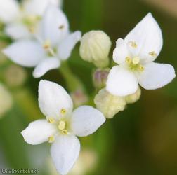 Heath Bedstraw