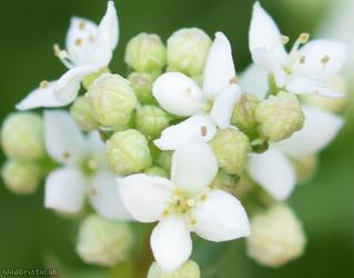 Heath Bedstraw