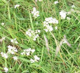 Heath Bedstraw