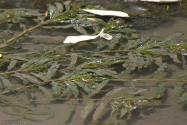image for Curled Pondweed