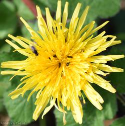 Bökman's Dandelion