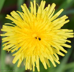 Bökman's Dandelion