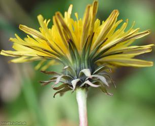 Bökman's Dandelion