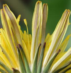 Bökman's Dandelion