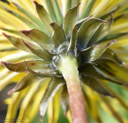 Bökman's Dandelion