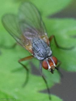 Pegomya solennis