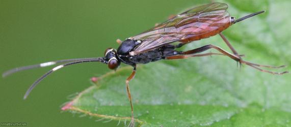 Ischnus inquisitorius