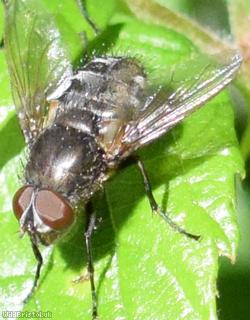 Narrow-cheeked Clusterfly