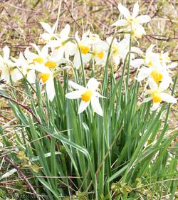 image for Boutigny's Daffodil