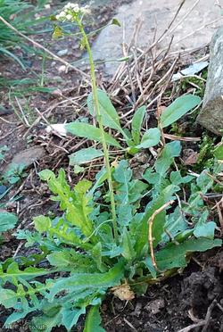 image for Shepherd's-purse type 17