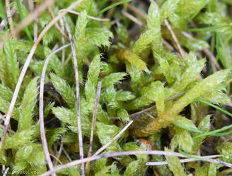 image for Whitish Feather-moss