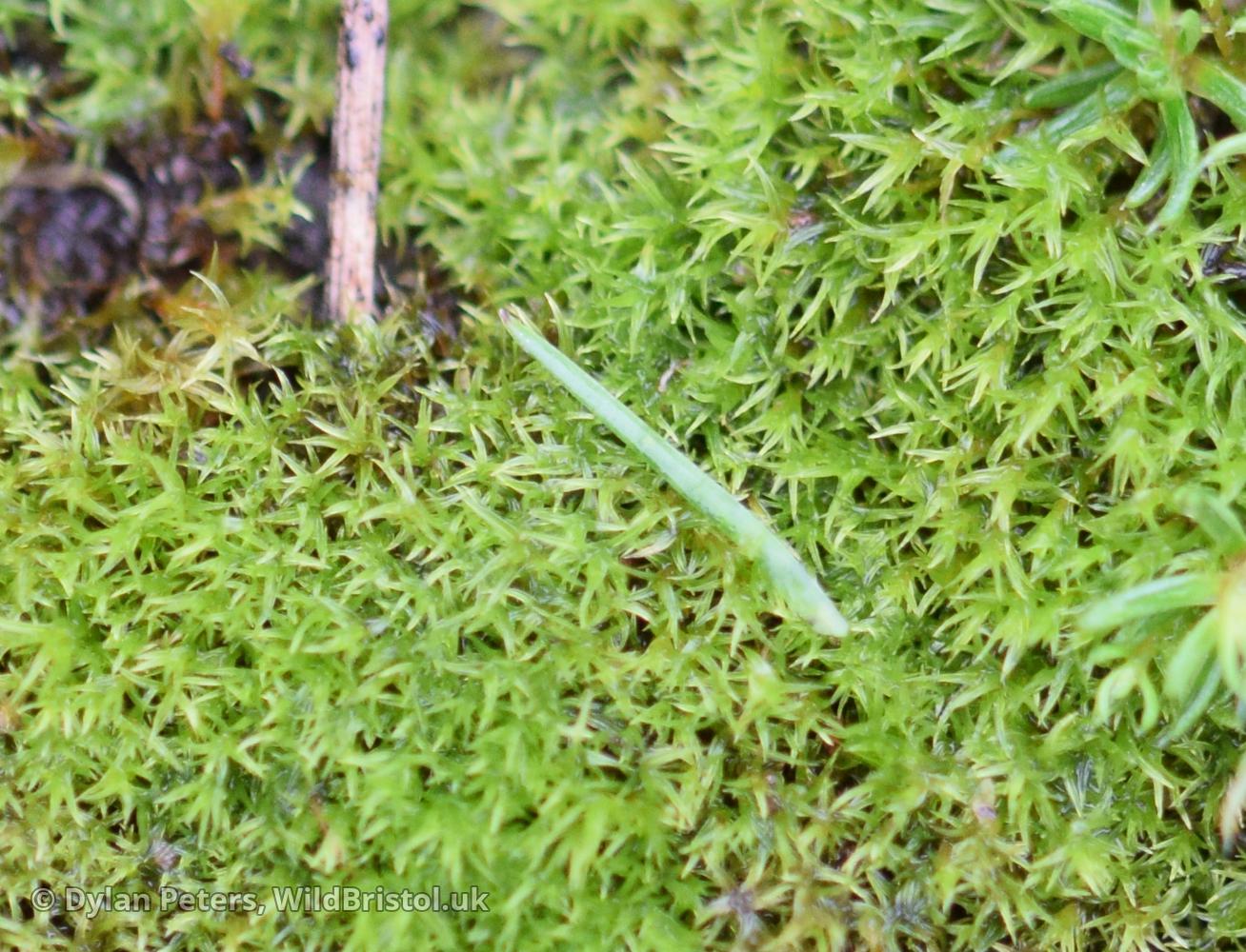 Redshank Moss (Ceratodon purpureus) Species WildBristol.uk