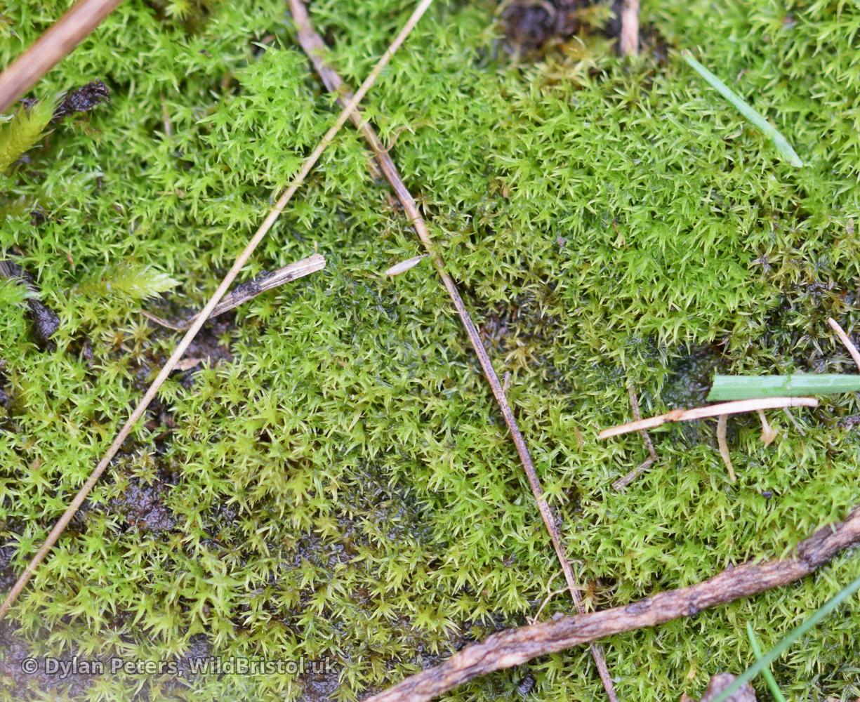 Redshank Moss (Ceratodon purpureus) Species WildBristol.uk