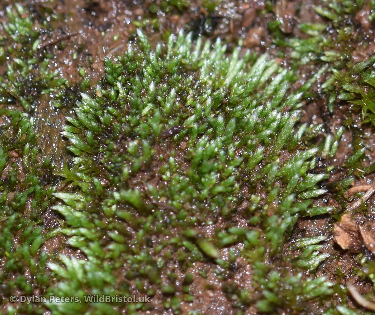 https://wildbristol.uk/groups/ferns-horsetails-mosses-liverworts/silver-moss/