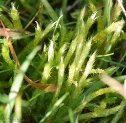 Whitish Feather-moss