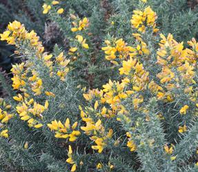 image for Western Gorse