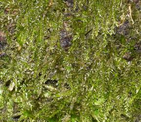 image for Slender Mouse-tail Moss