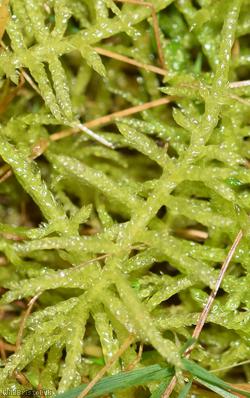 image for Neat Feather-moss
